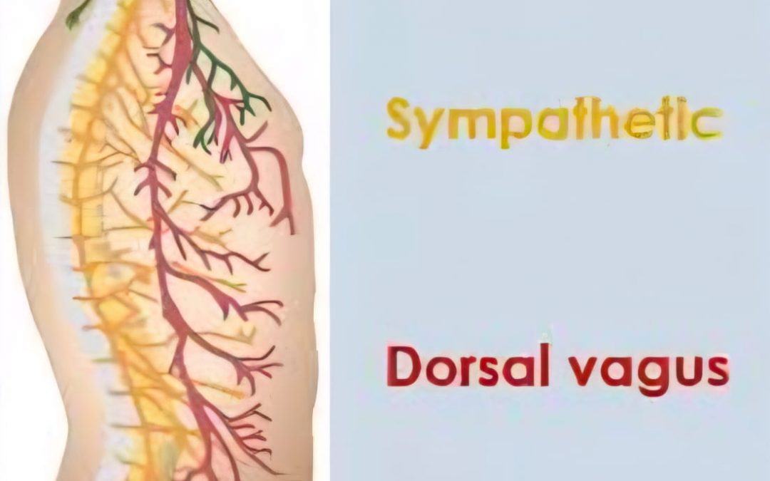 REGULACIÓN DE NUESTRO SISTEMA NERVIOSO.